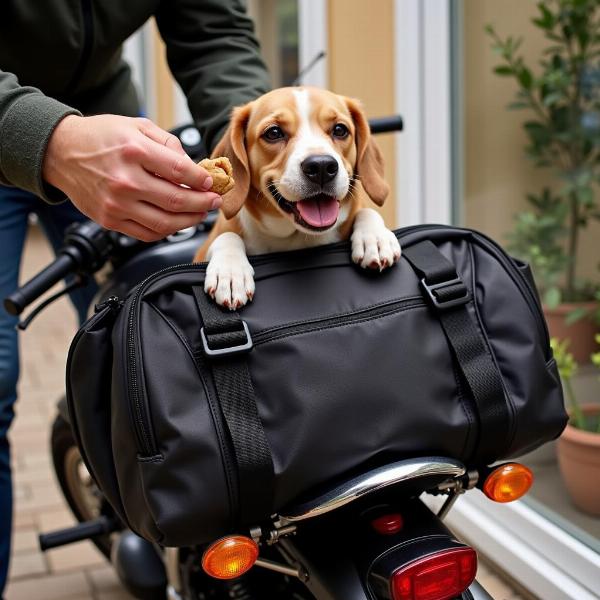 Chien s'habituant à son sac de transport pour moto à la maison.